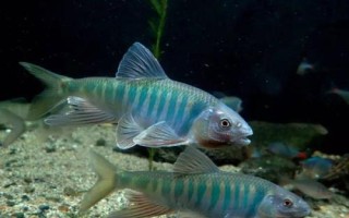 马口鱼的生活环境，常栖息在山涧溪流中