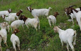 山羊夏季养殖方法，下雨天一般不放牧
