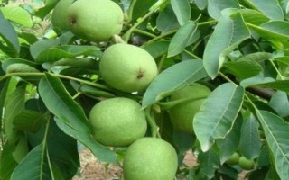 核桃树管理技术，幼龄树要注意防寒