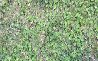 安豆5156大豆种子简介，属有限结荚中熟品种