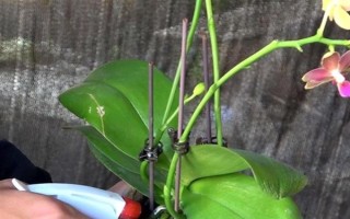 怎么防治蝴蝶兰灰霉病,使用透气、保肥的基质可降低发病几率