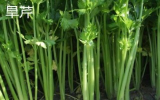 芹菜有哪些品种，有水芹、西芹和旱芹