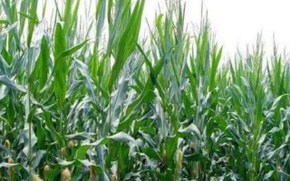 中农大185玉米品种简介，中抗南方锈病