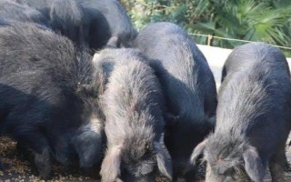 猪睡觉一般睡几个小时，睡眠时间为7.2小时左右