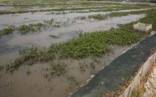 螃蟹的混养模式,虾蟹混养、稻蟹共养、鱼蟹同养较为常见