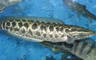 黑鱼一年能长多少斤，体重一般能增加1斤左右