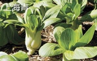 白露收获什么农作物，正是收棉花的好时候