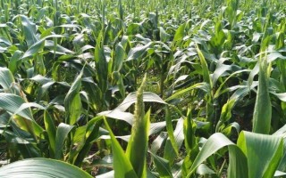 玉米的生长历程，从播种期到成熟期需经历4个阶段