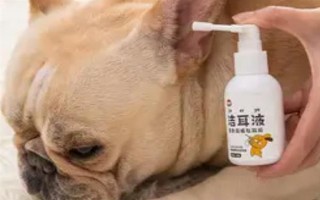 狗狗耳道发炎会怎样,可能会引发中耳炎