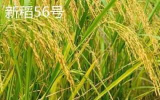 适合种植在新疆地区的水稻品种,新稻58号可在南疆和北疆推广种植