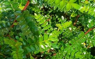 胡椒木如何养护，放在有一定光线的位置养护