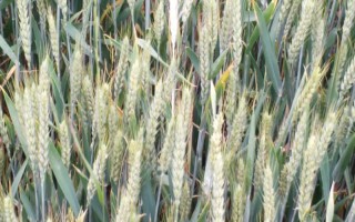 金麦919小麦种子介绍,适宜播期10月上旬