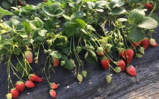 哪些因素会影响草莓膨大,主要有种子、温度、光照等5个原因