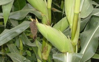 粒粒金2号玉米品种简介,中抗穗腐病和灰斑病