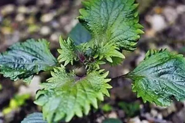 紫苏怎么养殖，生长阶段每个月追施一次肥料
