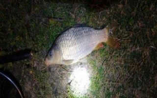 六月份能钓鲤鱼，六月份的垂钓效果比较好