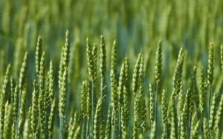 绵紫麦2号小麦品种的特性，属紫色小麦品种