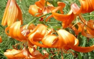 百合的品种，分为卷丹百合、美丽百合、山丹百合等