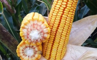 金研919玉米品种的特性,防治玉米螟虫