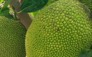 菠萝蜜的形态特征,果实比较大且果肉甜美