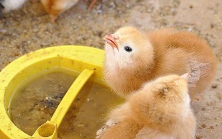 孵化小鸡的温湿度多少合适，不同时间段的温湿度不同