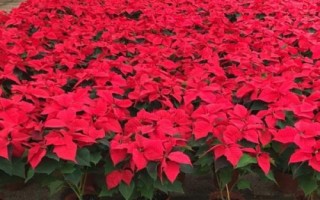 一品红的花语，寓意新生的美好