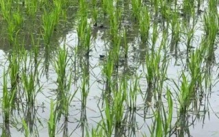 冈8优3663水稻品种简介，综合防治病虫害