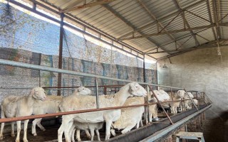 育肥羊的饲料配方，原料有玉米粉、草粉、玉米粒等