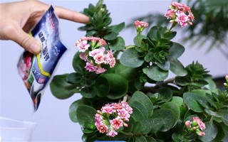 冬天长寿花怎样养才开花,需要为其提供充足的光照