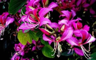 什么是紫荆花,在香港属于市花