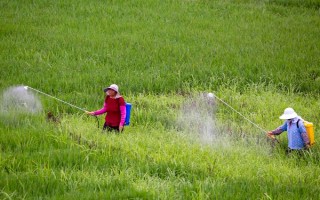 高温期施农药的害处，会导致杀虫效果差且药效低