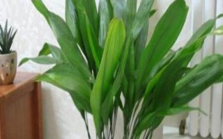 完全喜阴的室内大型植物有哪些，常见的有一叶兰、苹果竹芋等