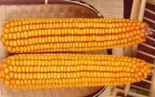 苏玉44玉米品种的特性,防治地下害虫