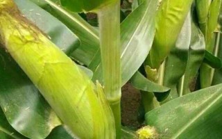 华科425玉米品种的特性,在适应区4月25日左右播种
