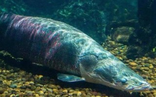 巨骨舌鱼有什么繁殖习性，喜欢在浅滩产卵