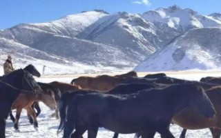 关中马的养殖要点，需选择颈部细长、肌肉丰满的种马作为养殖对象