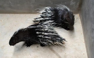 养殖豪猪的优势,其抗病能力强且劳力投入少