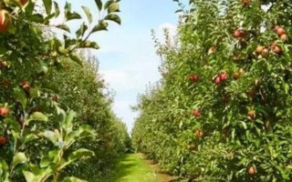 冬季种植果树有什么优势，冬季种植能够充分利用果树的休眠期