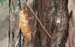 哪里是中国最大的金蝉养殖基地,在山东阳信县