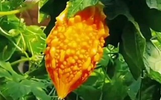 癞瓜的种植方法，播种前先对种子进行催芽处理