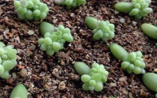 多肉玉坠的养殖方法，需确保充足的散射光照