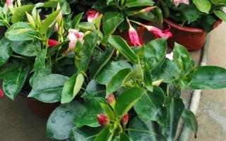 飘香藤的花语，寓意难忘爱情、充满生机等