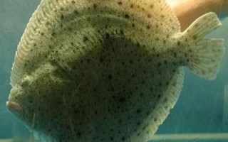 多宝鱼深色和浅色的区别，主要体现在颜色不同