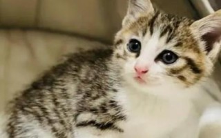 猫发出咕噜咕噜的声音是什么意思，涉及到情绪、疾病、身体反应等