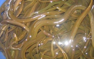 一尾黄鳝苗的价格，养殖前景目前可观