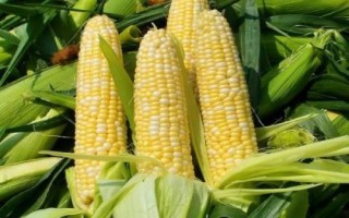连胜269玉米种简介,夏播生育期104天