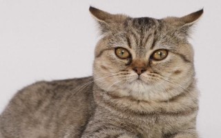 猫黄疸的原因，分为肝前性、肝性、肝后性