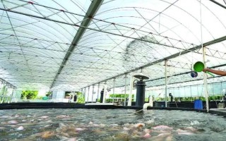 夏季水产养殖技术，每次注水深度保持在12-14厘米左右