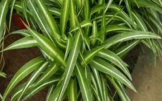 为什么吊兰要放鸡蛋壳，需要一定养料来进行养护