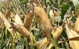 白甜1号玉米种子特征特性，适宜播期4月下旬至6月中旬